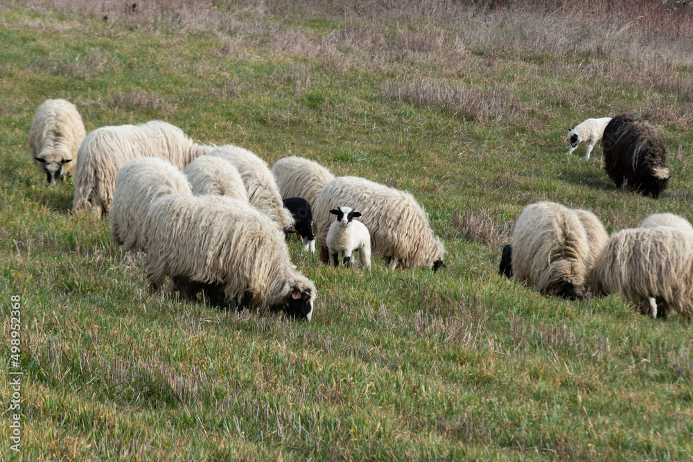 Fototapeta premium Flock of sheep with lambs grazing grass on hillside in spring, domestic animals in pasture with offspring
