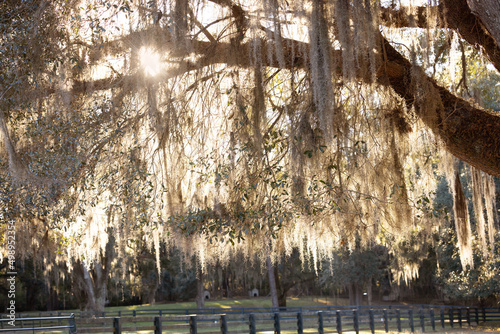 A southern Georgia outdoor fence with the sun streaming through the old oak tree with hanging spanish moss as a travel destination