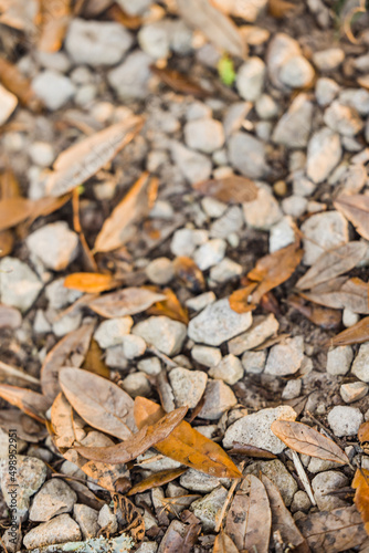a background of pebbles and leaves and dirt along the ground