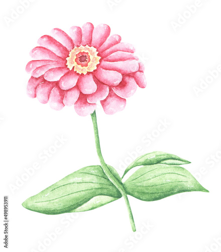 Fotografi Pink zinnia watercolor illustration