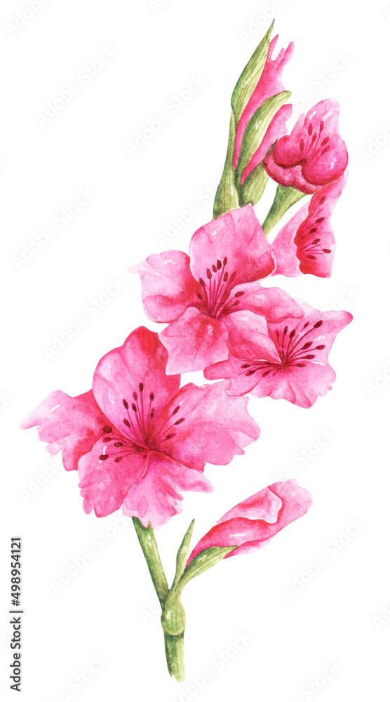 Purple gladiolus watercolor illustration. Blooming garden. Watercolor gladiolus. Flora, botany, plant. Summer flower. Bud, petals, leaves. Illustration isolated. For printing on postcards, stickers - obrazy, fototapety, plakaty 
