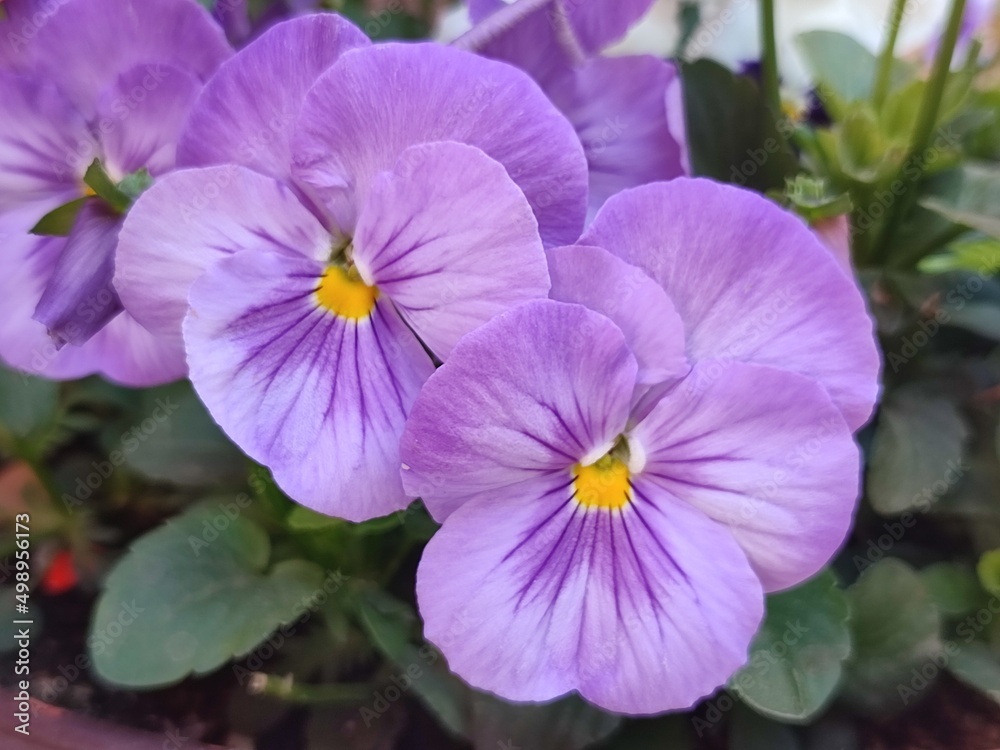 purple flowers in the garden purple flowers in the garden