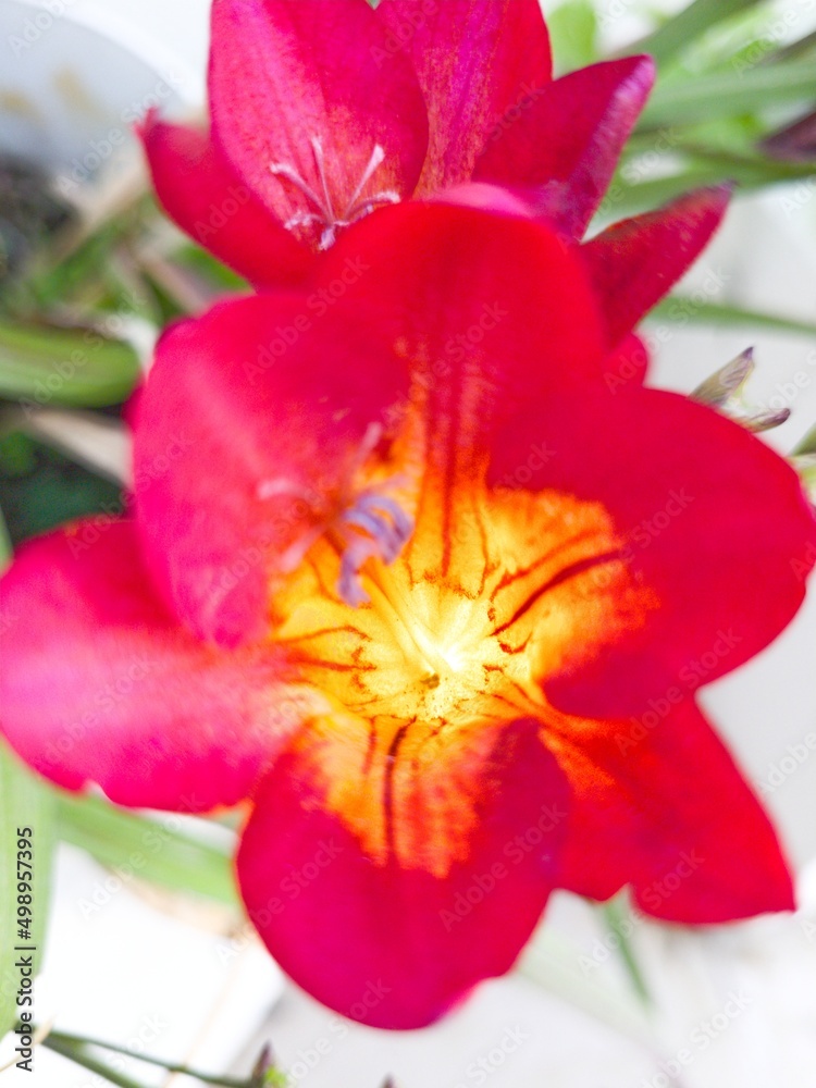 Beautiful Red Flowers in a Sunny Day Beautiful Red Flowers in a Sunny Day