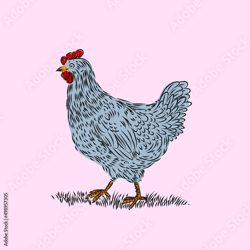 Chicken set, hen, rooster character vector illustration.