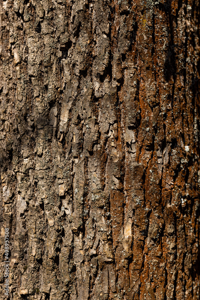 Obraz premium Macro shot of old tree bark texture and background, organic and natural pattern wallpaper. High quality photo