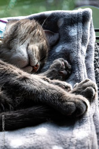 Sleeping cat