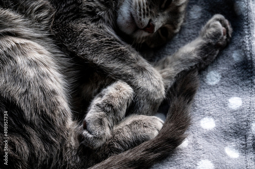 Sleeping cat