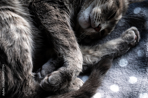 Sleeping cat