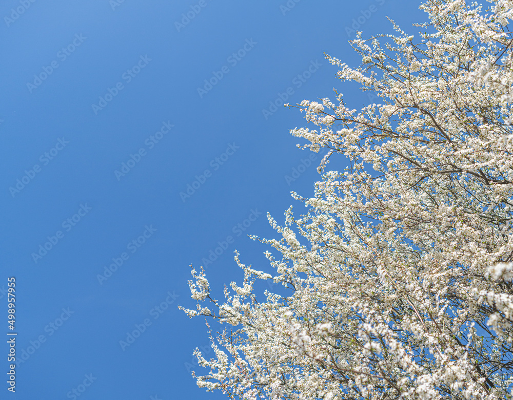 Trees blooming with white flowers against a blue sky. Trees blooming with white flowers against a blue sky.