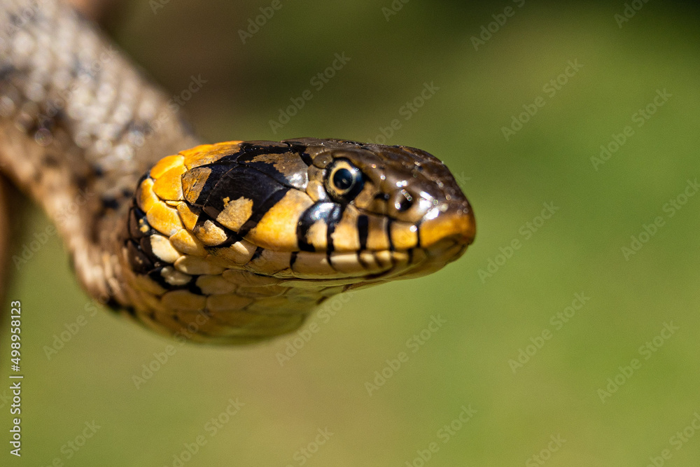 Common grass non-venomous snake on a grass field in the sun. Snakes black tongue is out. Macro shot of a snake. High quality photo Common grass non-venomous snake on a grass field in the sun. Snakes black tongue is out. Macro shot of a snake. High quality photo