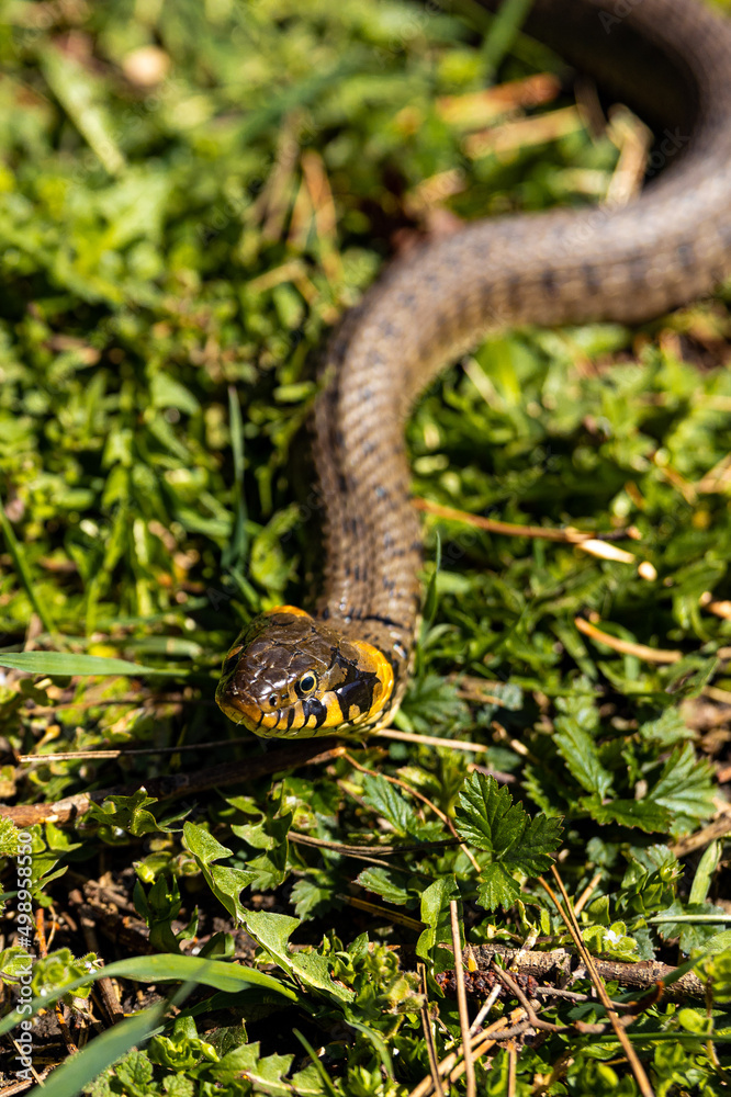 Obraz premium Common grass non-venomous snake on a grass field in the sun. Snakes black tongue is out. Macro shot of a snake. High quality photo
