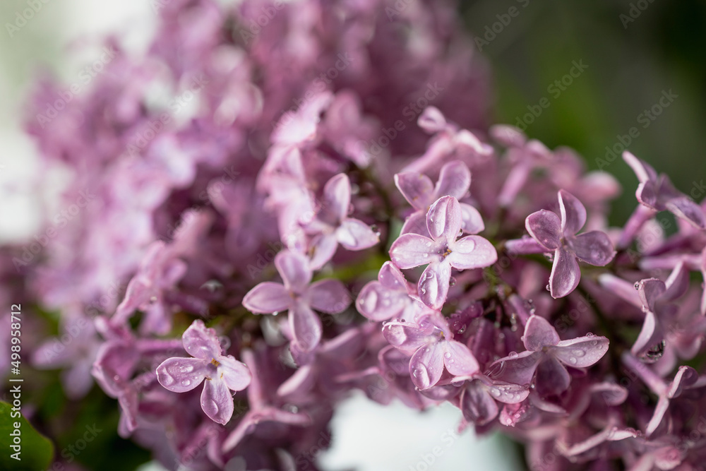 Fresh lilac bouquet. Beautiful lilac flowers bouquet background Fresh lilac bouquet. Beautiful lilac flowers bouquet background