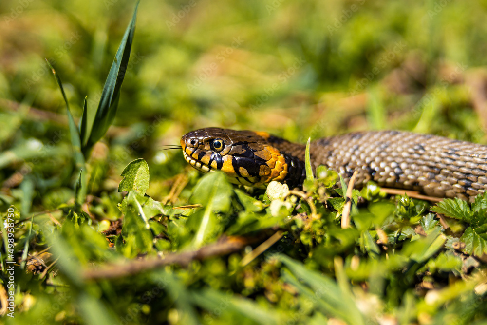 Common grass non-venomous snake on a grass field in the sun. Snakes black tongue is out. Macro shot of a snake. High quality photo