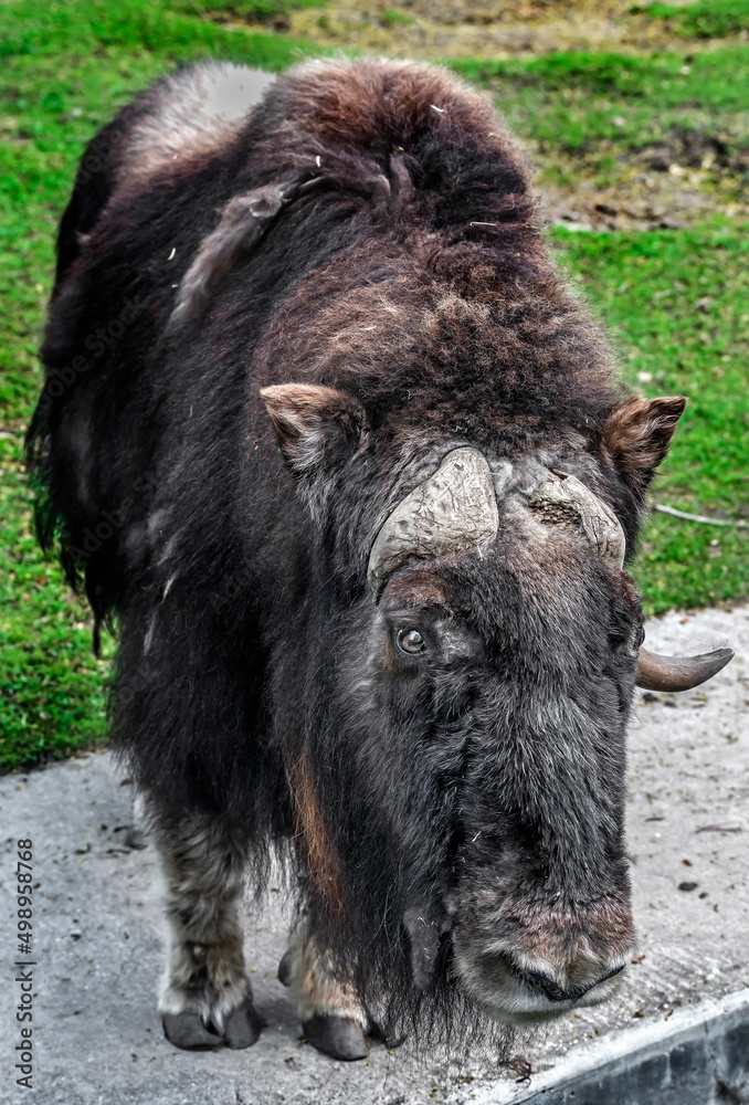 Musk-ox in its enclosure. Latin name - Ovibos moschatus Musk-ox in its enclosure. Latin name - Ovibos moschatus