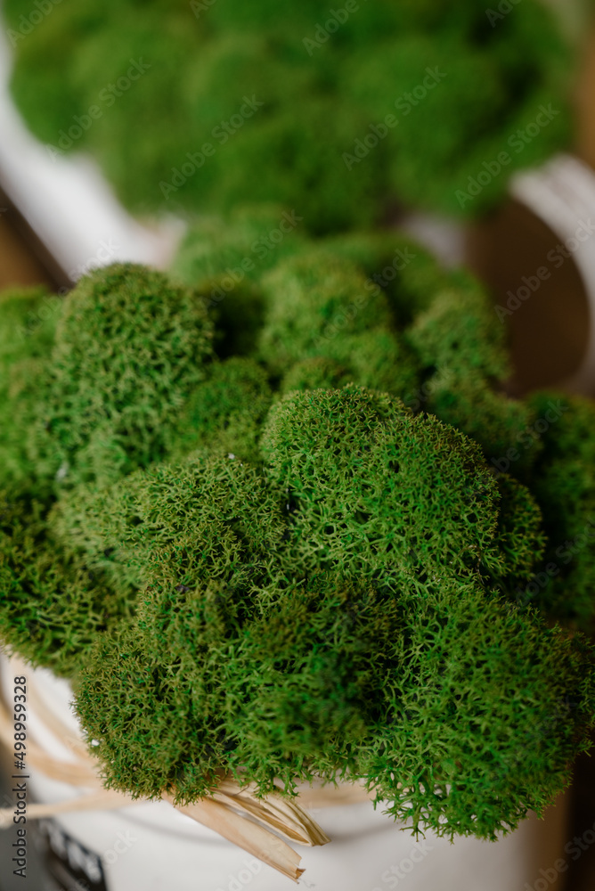 Stabilized moss.Stabilized moss in the pot Stabilized moss.Stabilized moss in the pot