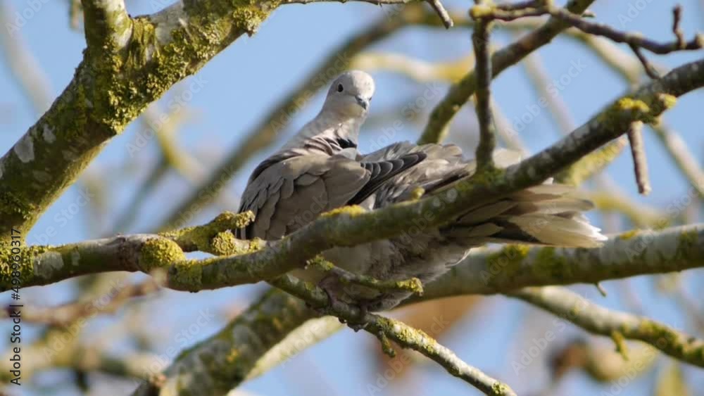 Eurasian Collared Dove on a branch Eurasian Collared Dove on a branch