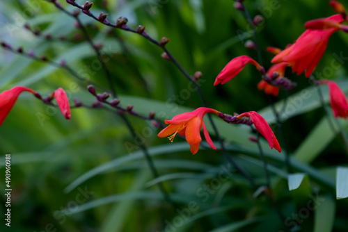 Montbretia  Crocosmia crocosmiiflora  red flowers