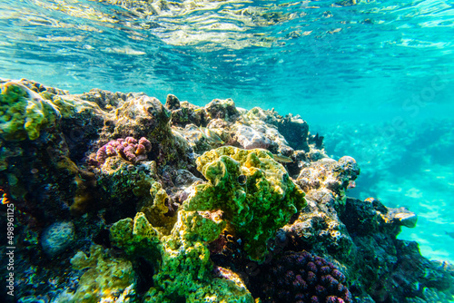Colonies of the corals at coral reef in Red sea © ihorbondarenko