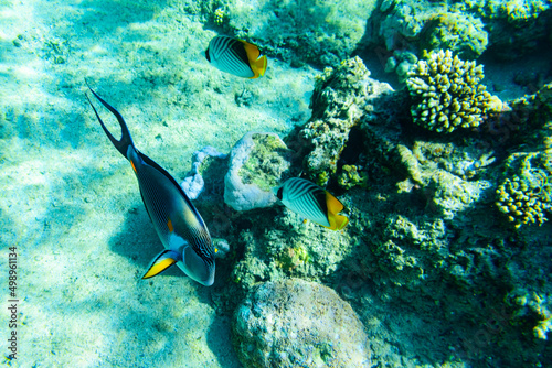 Colonies of the corals, Chaetodon and Acanthurus fishes at coral reef in Red sea