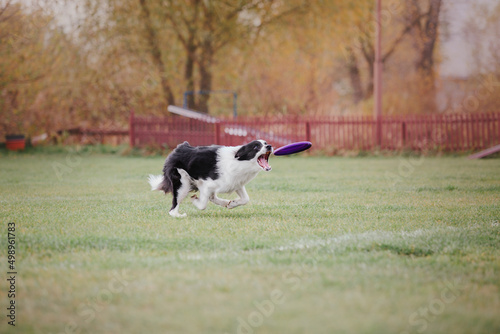 Border collie dog catches a flying disc. Dog sport. Active dog. Dog competition