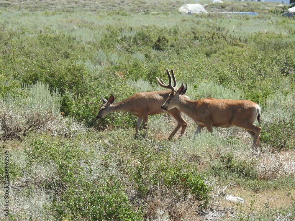 Fototapeta premium Mule deer, buck and doe, living in the Eastern Sierra Nevada Mountains, Mammoth, Mono County, California.