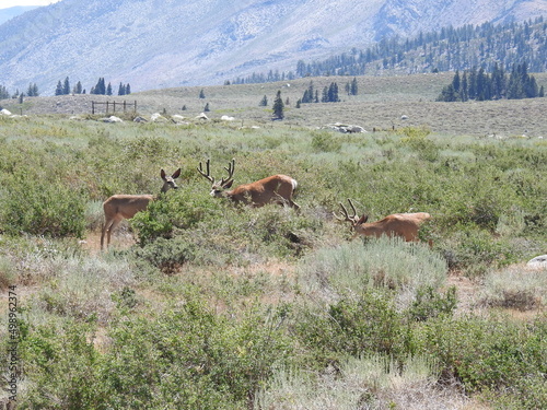 Two mule deer bucks and a doe, living in the Eastern Sierra Nevada Mountains, Mammoth, Mono County, California.