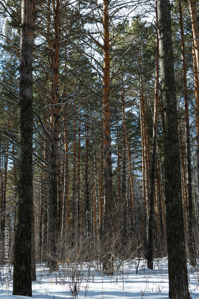 Fototapeta premium Winter coniferous forest on a sunny day