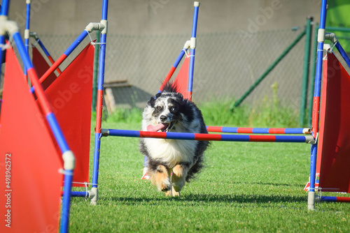 Dog is jumping over the hurdles. Amazing day on czech agility privat training