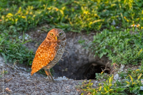 Burrowing owl looking directly at camera