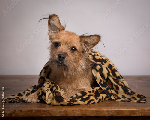 Scruffy terrier mix small dog with big shaggy ears poses with cheetah print wrap and tilts head for the camera