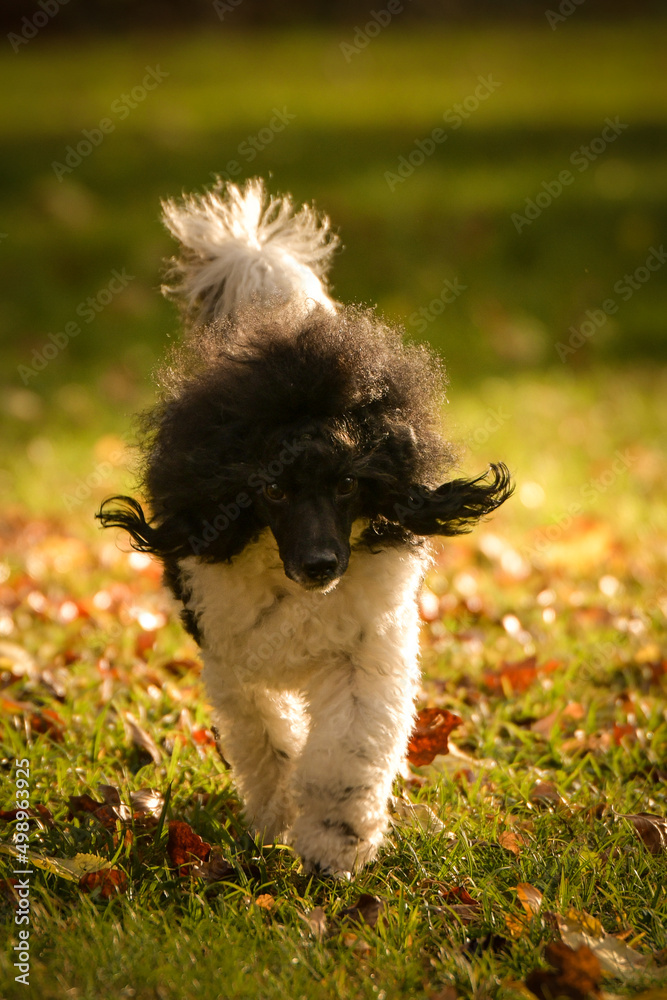 Obraz premium Poodle is running in the leaves in forest. It is autumn portret.