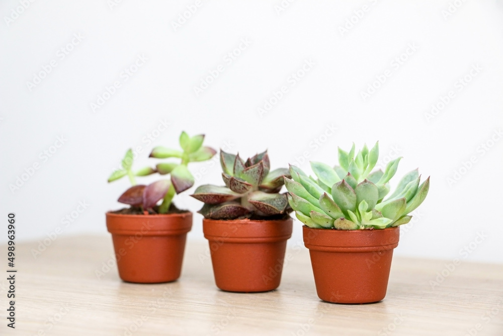 Three cute and tiny succulent plants, a Graptopetalum macdougallii plant in focus in foreground, Echeveria purpusorum in the middle and Sedum adolphi behind out of focus, selective focus used