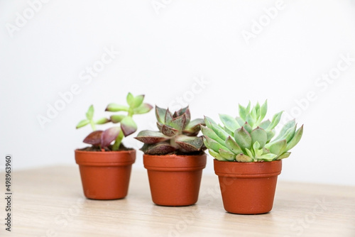 Three cute and tiny succulent plants, a Graptopetalum macdougallii plant in focus in foreground, Echeveria purpusorum in the middle and Sedum adolphi behind out of focus, selective focus used photo