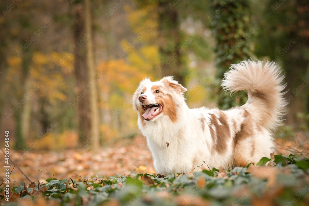 Australian shepherd is running in the leaves in the forest. Autumn photoshooting in park.