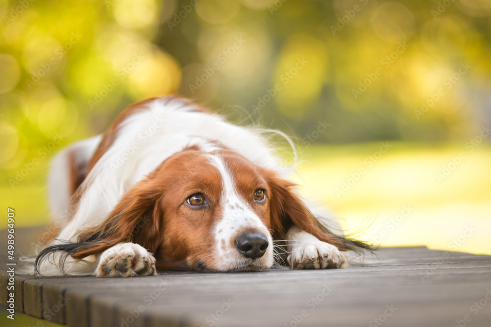 kooikerhondje is lying on the bench. He is so cute dog.