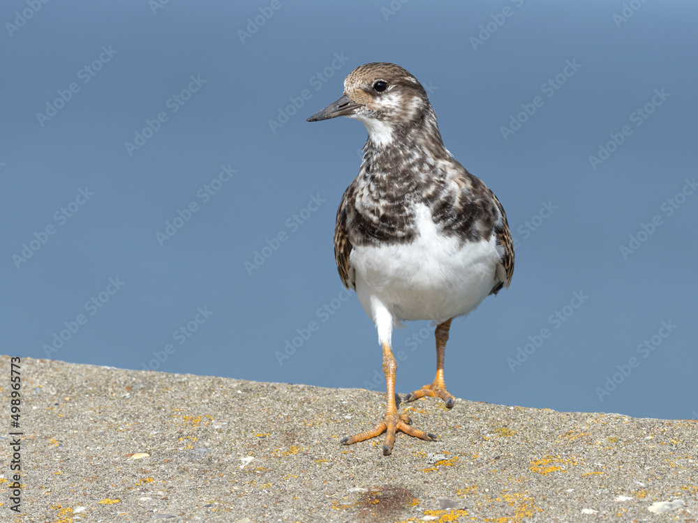 Turnstone - juvenile bird