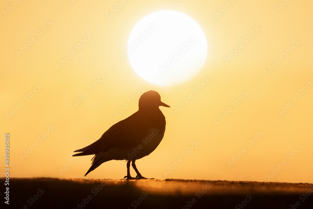 Turnstone at sunrise Turnstone at sunrise