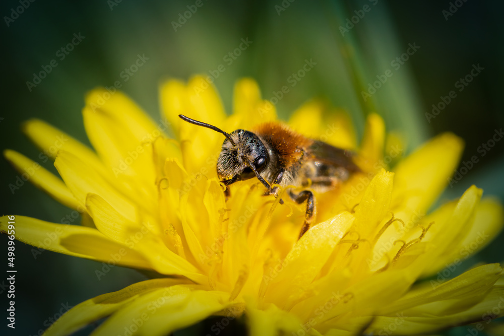 bee on yellow flower bee on yellow flower