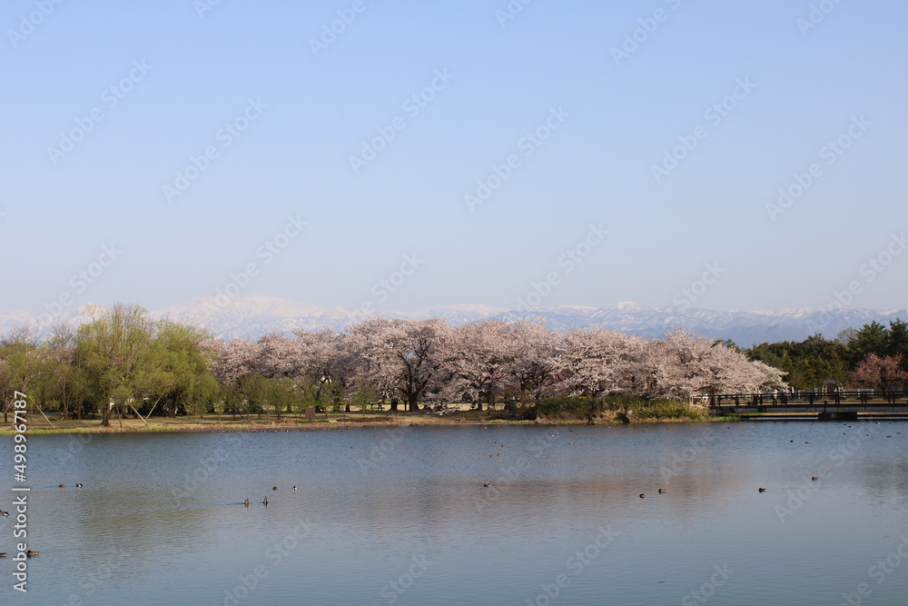 A spring day with cherry blossoms in full bloom