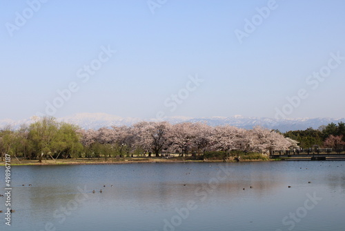 A spring day with cherry blossoms in full bloom