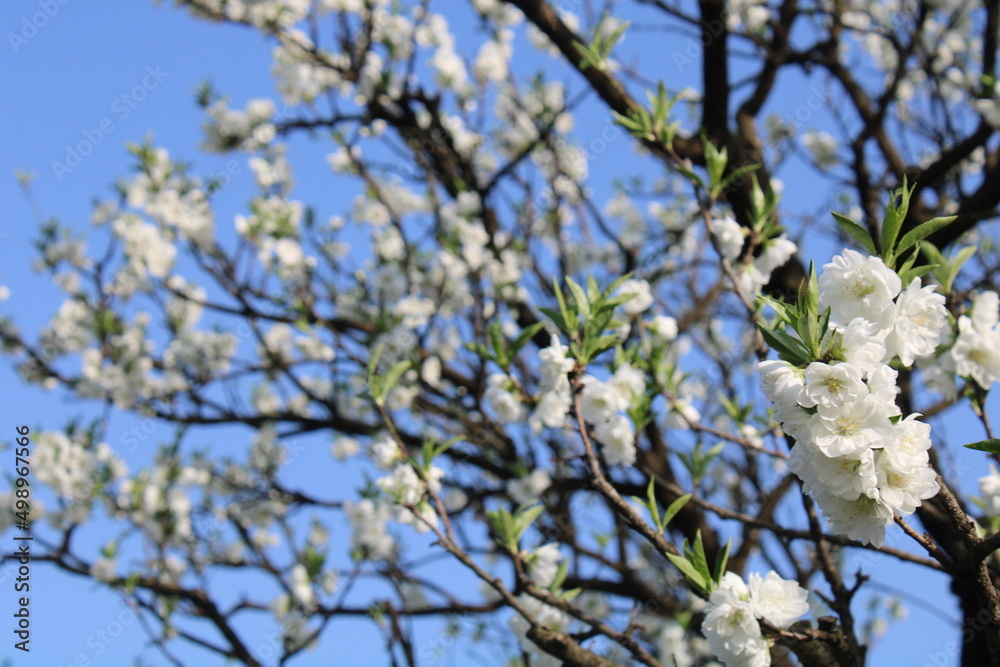 A spring day with cherry blossoms in full bloom A spring day with cherry blossoms in full bloom