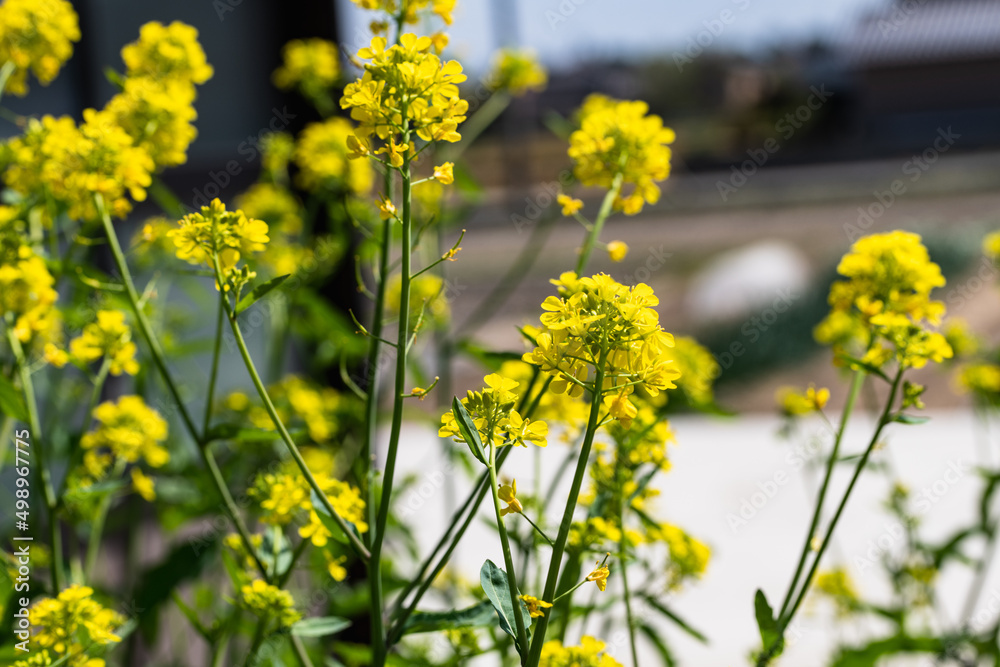 Fototapeta premium 菜の花が咲き誇る季節