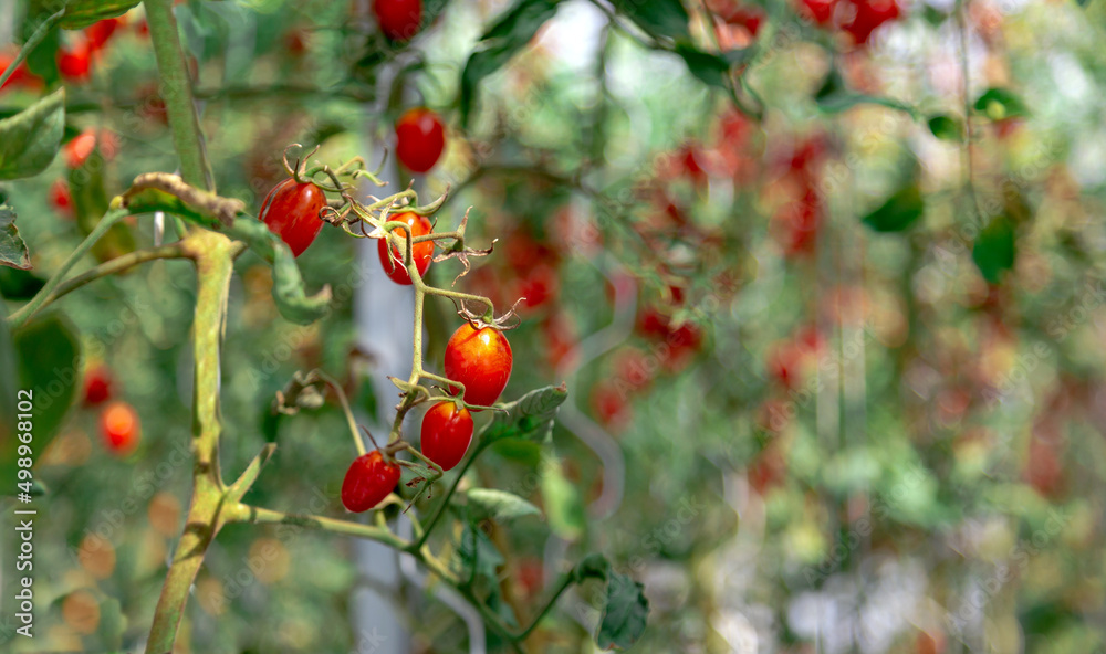 growing queen tomato in garden for gmo food