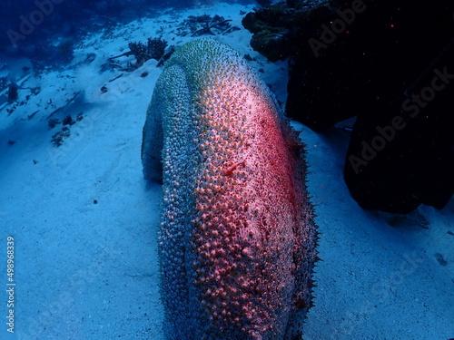 沖縄・伊原間湾の巨大ナマコと共生するエビ photo