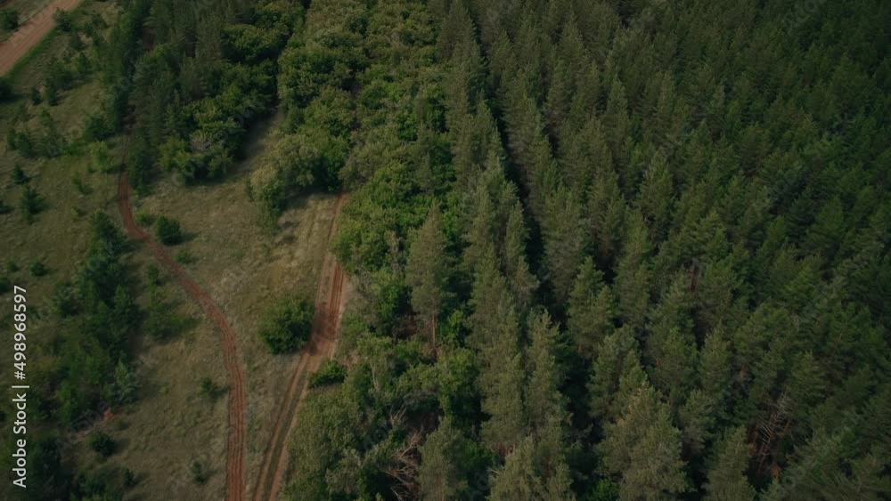 Coniferous forest in the steppe, green high Coniferous forest in the steppe, green high