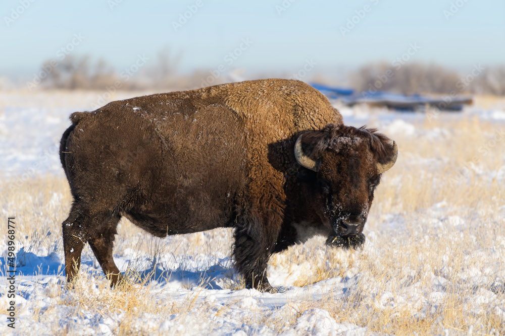 American Bison on the High Plains of Colorado. Bull Bison. Snow Covered Bull Standing field of snow. American Bison on the High Plains of Colorado. Bull Bison. Snow Covered Bull Standing field of snow.
