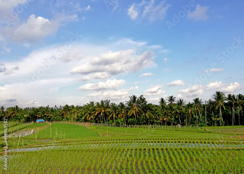 Rice paddy field with small rice plants,during nice weather with blue sky