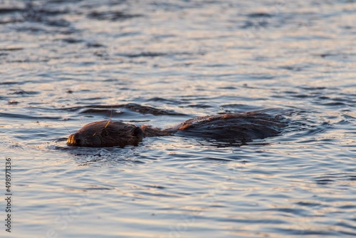 beaver swims in the river