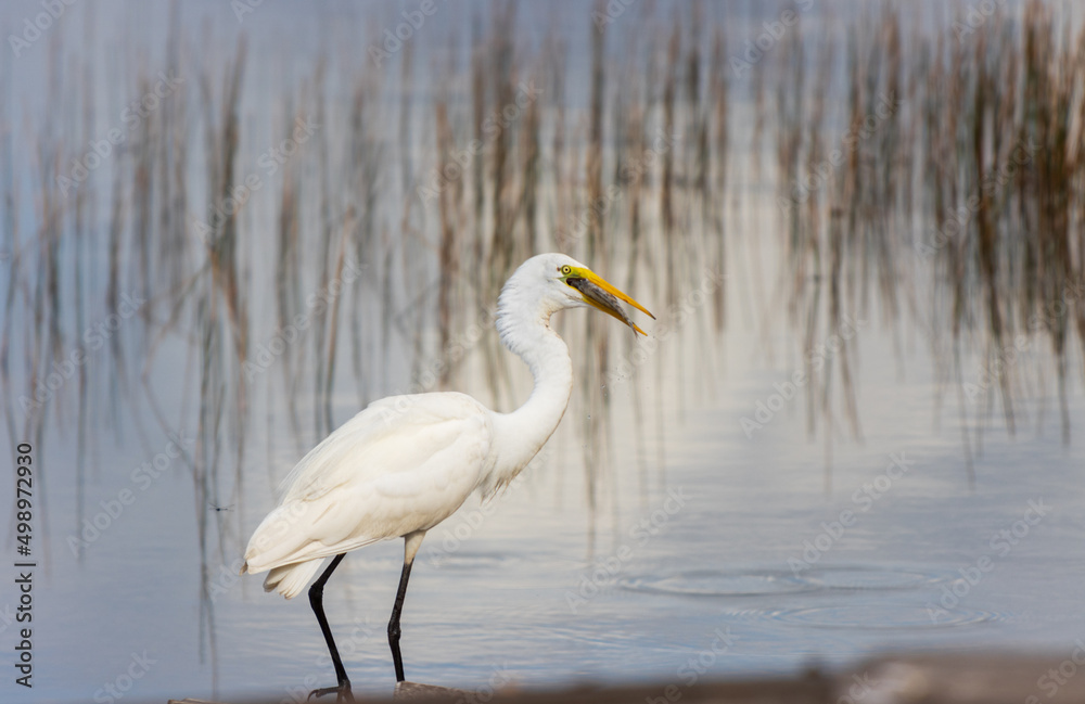 Gran garza blanca comiendo una presa en un día soleado. Gran garza blanca comiendo una presa en un día soleado.