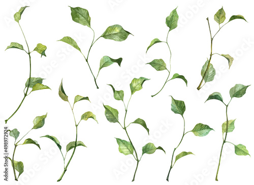 Leinwand Poster Detailed realistic green leaves on twigs isolated on white background